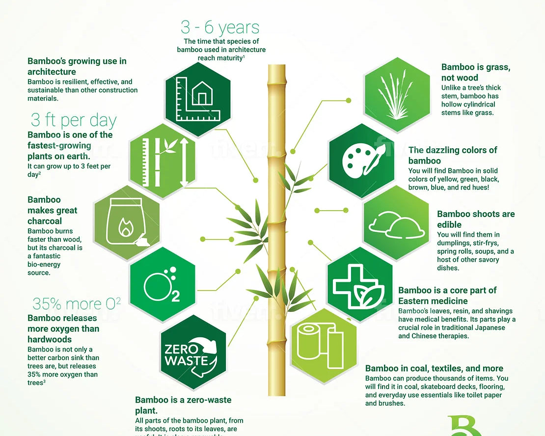10 INTERESTING FACTS ABOUT BAMBOO
