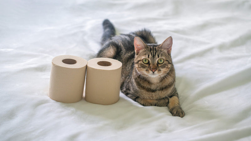 48 Bulk Unbleached Bamboo Toilet Paper
