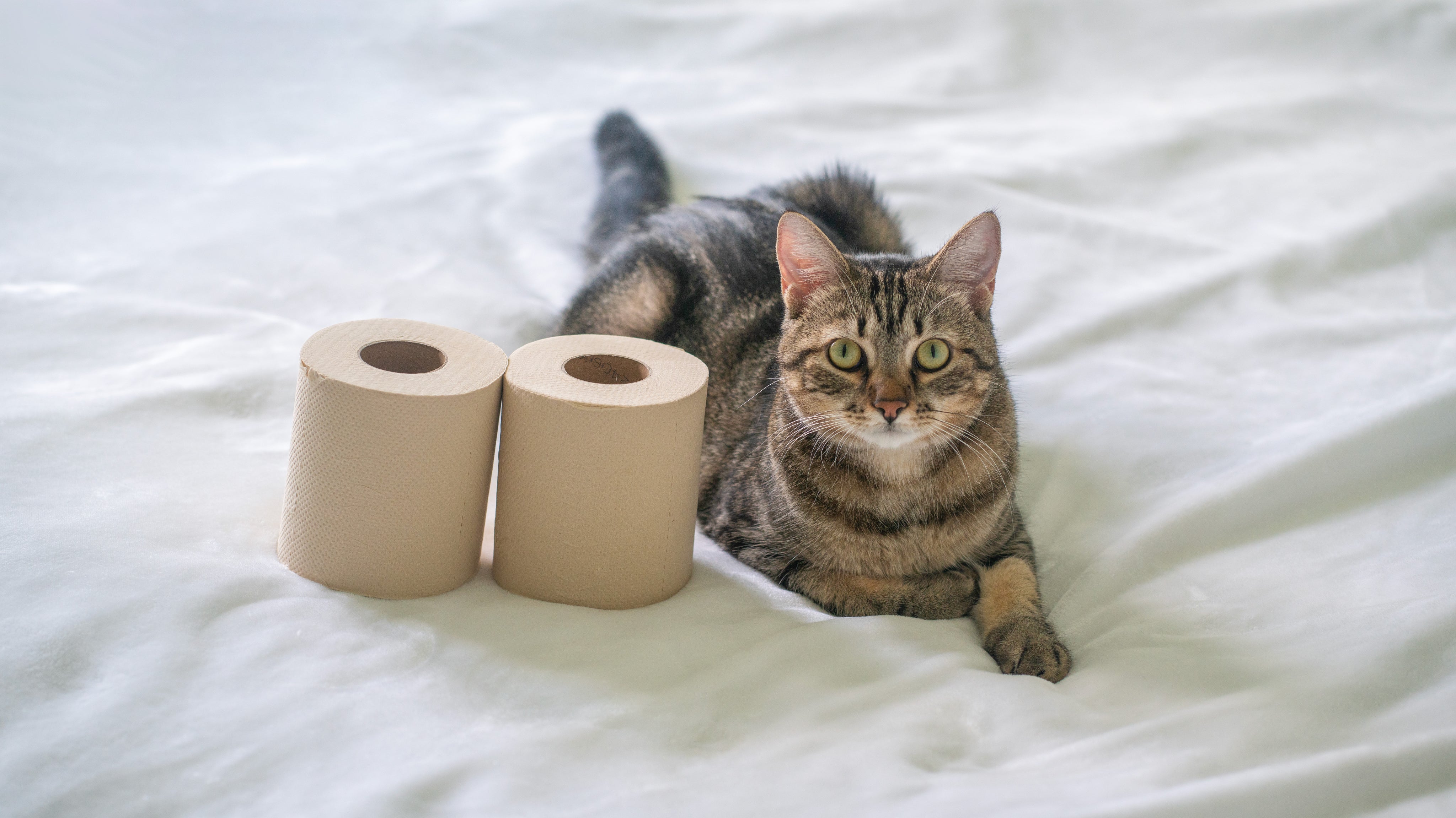 12 Box Unbleached Bamboo Toilet Paper
